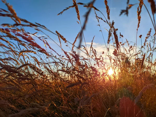 Silhouette Erba Secca Raggi Del Sole — Foto Stock