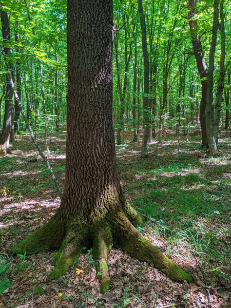 Tronco Roble Bosque — Foto de Stock