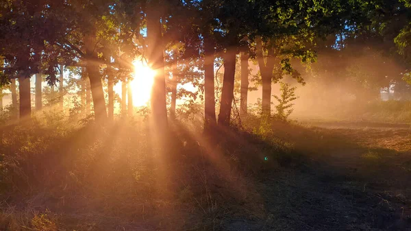 rays of the evening sun through dust with trees