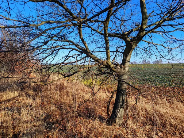Tree Edge Field Winter — Stock Photo, Image