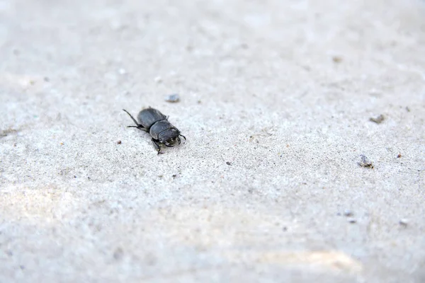 Kleiner Gehörnter Käfer Auf Trockenem Grauen Sand Aus Nächster Nähe — Stockfoto