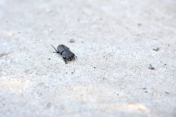 Petit Scarabée Cornu Sur Sable Gris Sec Fermer — Photo