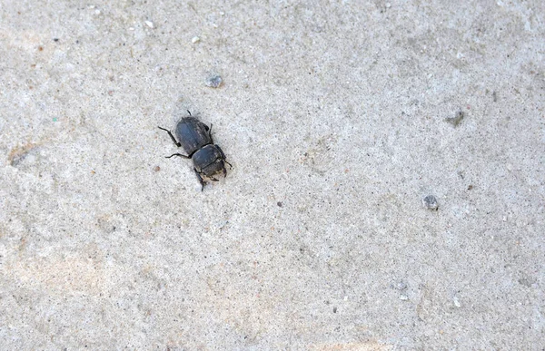 Kleiner Gehörnter Käfer Auf Trockenem Grauen Sand Aus Nächster Nähe — Stockfoto