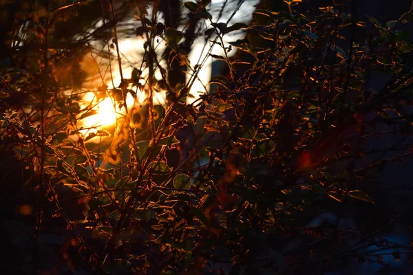 Sonnenstrahlen Durch Das Ornament Aus Gewebten Blättern — Stockfoto