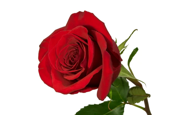 Rose rouge sur blanc. — Photo
