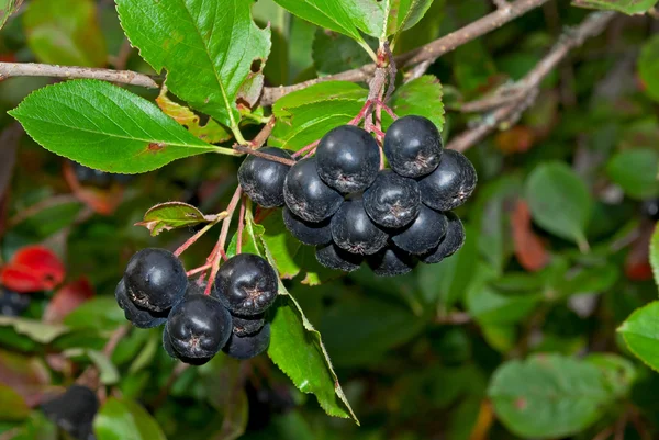 Zwarte chokeberries. — Stockfoto