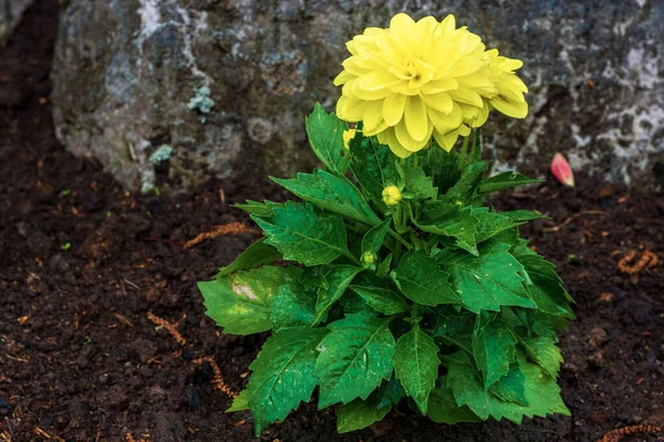 Dahlia Bokor Egy Fényes Sárga Virág Világos Zöld Levelek Hátterében — Stock Fotó