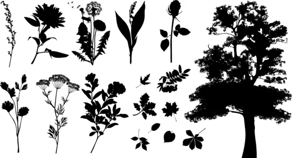 Colección de plantas siluetas . — Archivo Imágenes Vectoriales