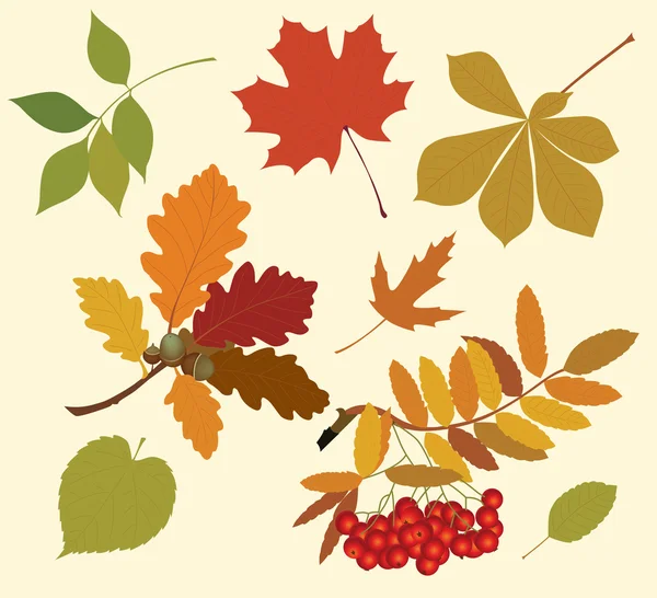 Silhouettes de feuilles d'automne . — Image vectorielle