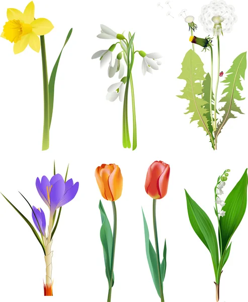 Zestaw wiosna kwiatów. — Wektor stockowy