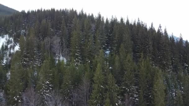 AERIAL: Latanie nad lasem zimą. Karpaty, Ukraina — Wideo stockowe