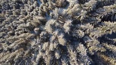 Karpatların kışın karla kaplı olduğu donmuş bir ormanın havadan görünüşü.