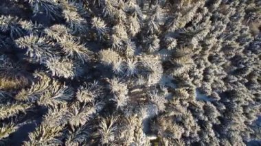 Karpatların kışın karla kaplı olduğu donmuş bir ormanın havadan görünüşü.