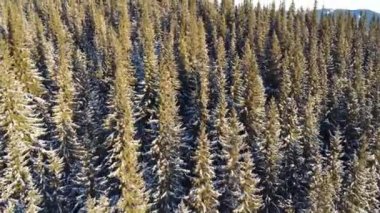 Karpatların kışın karla kaplı olduğu donmuş bir ormanın havadan görünüşü.