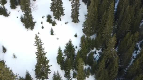 Πτήση πάνω από το δάσος το χειμώνα. Καρπαριανοί, Ουκρανία — Αρχείο Βίντεο
