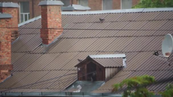 Pigeons Roof House Light Rain Ukraine Kyiv High Quality Fullhd — Stockvideo