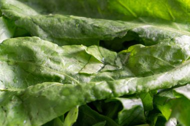 Bright fresh leaves of sorrel in a glass bowl. Rustic style.