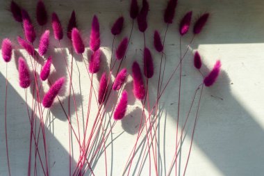 Mor lagurular. Çiçekli ev dekorasyonu. Tavşan kuyruğu. Beyaz arka plan. Uzayı kopyala Görünümün üstünde