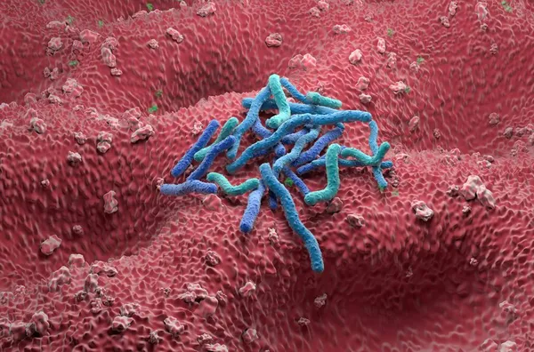 Helicobacter Pylori Bacteria field on the stomach wall - isometric view 3d illustration
