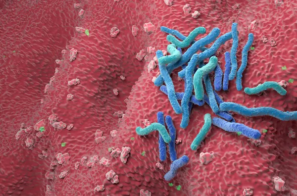 Helicobacter Pylori Bacteria field on the stomach wall - angle view 3d illustration