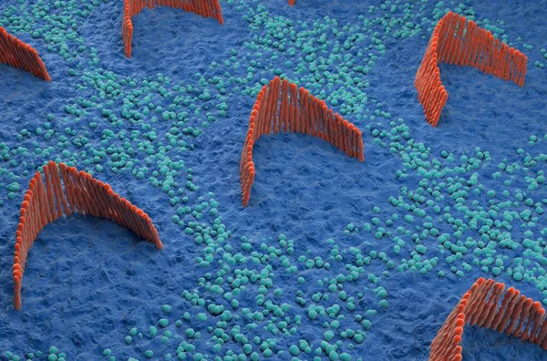 Inner ear hair cells in the vestibular system - isometric view 3d illustration
