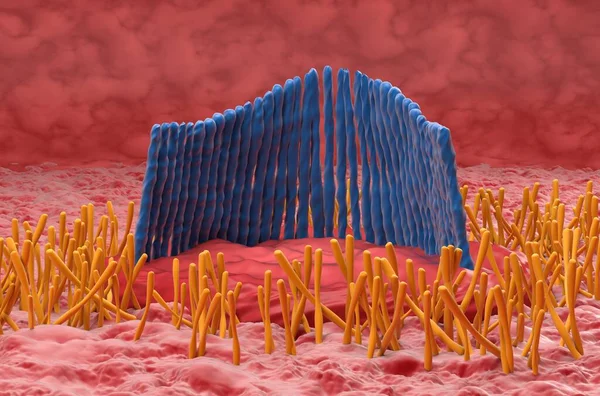 Inner Ear Hair Cell Vestibular System Closeup View Illustration —  Fotos de Stock