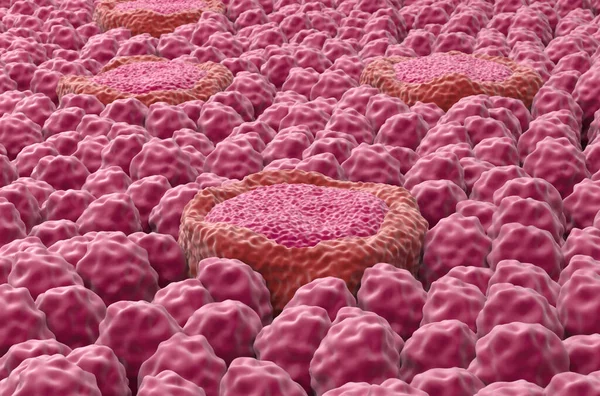 Taste bud receptor fields on the tongue - closeup view 3d illustration