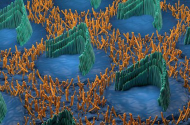 Inner ear hair cells in the vestibular system - isometric view 3d illustration clipart