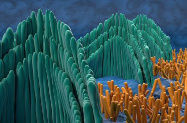 Inner ear hair cells in the vestibular system - closeup view 3d illustration clipart