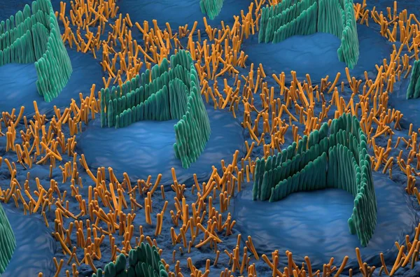 Inner ear hair cells in the vestibular system - isometric view 3d illustration