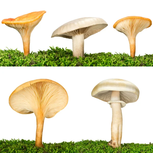 Сбор пяти грибов — стоковое фото