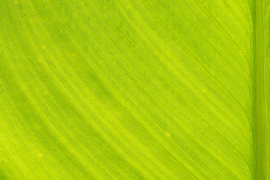 Leaf texture background. Banana green leaf close up background use us space for text or image backdrop design. Earth day ecology concept.