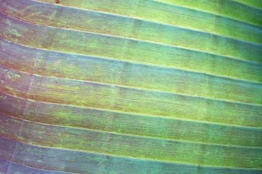 Leaf texture background. Banana green leaf close up background use us space for text or image backdrop design. Earth day ecology concept.