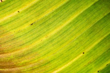 Leaf texture background. Banana green leaf close up background use us space for text or image backdrop design. Earth day ecology concept.