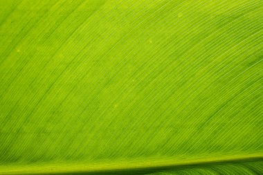 Leaf texture background. Banana green leaf close up background use us space for text or image backdrop design. Earth day ecology concept.