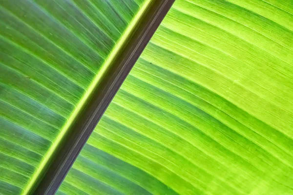 Фото Текстури Листя Банановий Зелений Листок Задньому Плані Використовує Простір — стокове фото