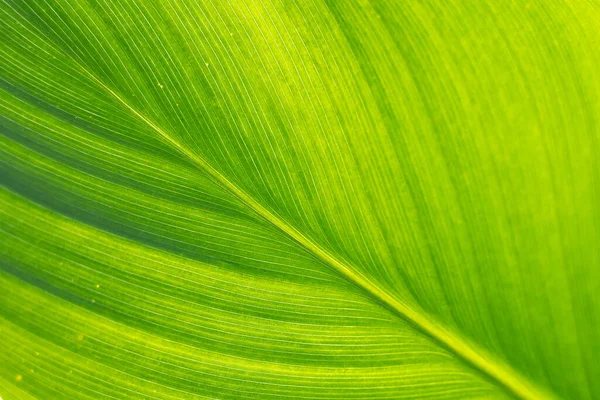 Leaf Texture Background Banana Green Leaf Close Background Use Space — Zdjęcie stockowe