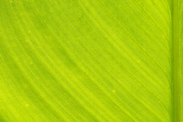 Leaf Texture Background Banana Green Leaf Close Background Use Space — ストック写真