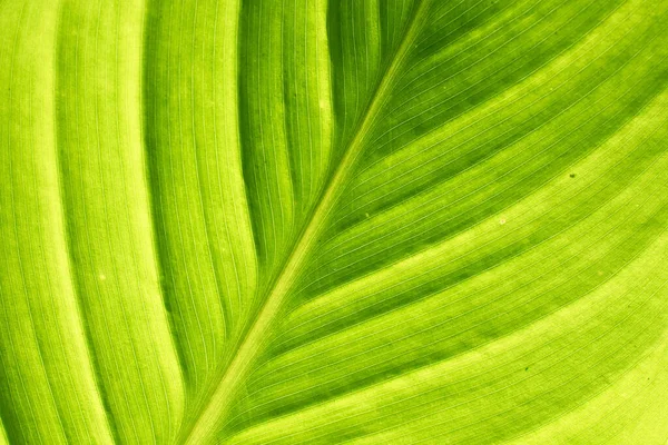 Leaf Texture Background Banana Green Leaf Close Background Use Space — Stock fotografie