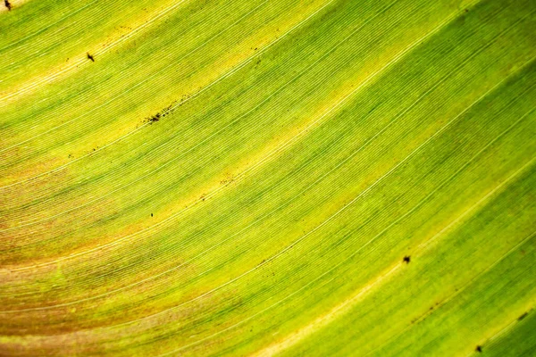 Leaf Texture Background Banana Green Leaf Close Background Use Space — ストック写真