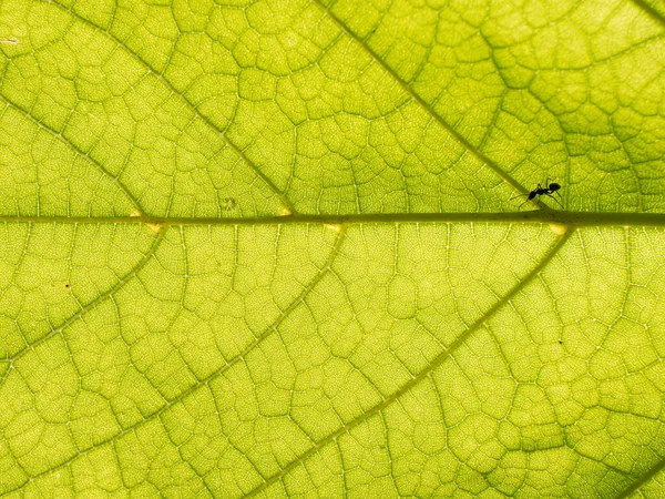 Leaf Texture Background Green Leaf Close Background Use Space Text — Fotografia de Stock