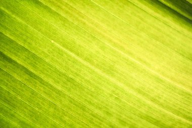 Leaf texture background. Banana green leaf close up background use us space for text or image backdrop design. Earth day ecology concept.