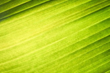 Leaf texture background. Banana green leaf close up background use us space for text or image backdrop design. Earth day ecology concept.