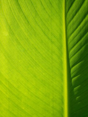 Leaf texture background. Banana green leaf close up background use us space for text or image backdrop design. Earth day ecology concept.