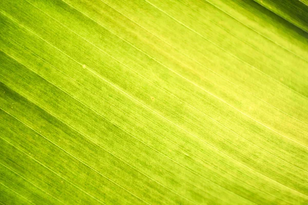 Фон Текстуры Листа Банановый Зеленый Лист Закрыть Фон Использовать Нас — стоковое фото