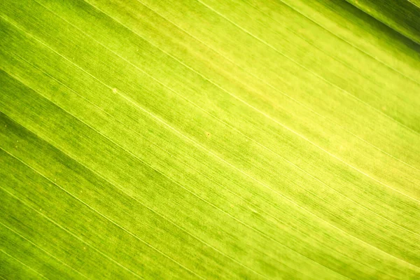 Leaf texture background. Banana green leaf close up background use us space for text or image backdrop design. Earth day ecology concept.
