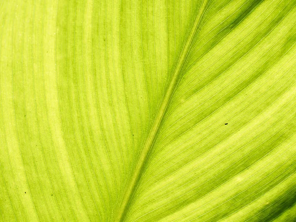 Leaf Texture Background Banana Green Leaf Close Background Use Space — ストック写真