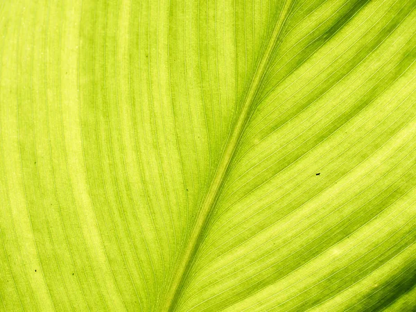 Leaf Texture Background Banana Green Leaf Close Background Use Space — Fotografia de Stock