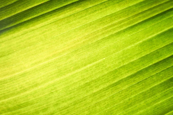 Leaf Texture Background Banana Green Leaf Close Background Use Space — Zdjęcie stockowe