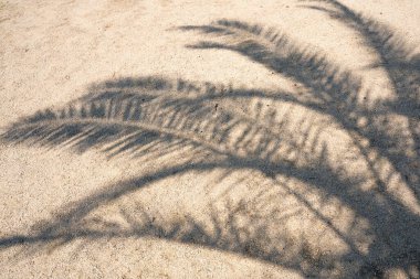 Palm leaf shadow on sand. High Resolution surface for pattern and background. Blank template for advertising lettering, rough material, grungy textured background closeup.